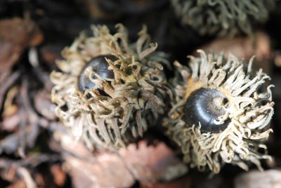 Quercus cerris - dub slovenský - plody